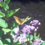 Greater Fritillary butterfly feeding on Joe Pye Weed