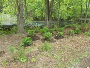Restored riparian buffer at the Oswegatchie Hills Nature Preserve in East Lyme