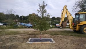 A tree filter installed at the CT DEEP Mago Point (Waterford) overflow parking lot.